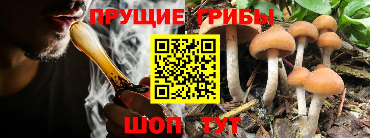 Санкт-Петербург  Псилоцибиновые грибы GOLDEN TEACHER  Вход с VPN  Галлюциногенные грибы Psilocybine cubensis 